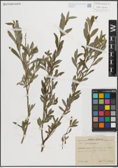 Foto von Salix purpurea L.